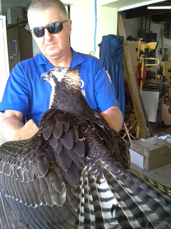 osprey bird in bermuda sept 14 (2)
