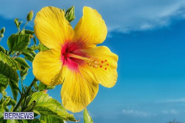 yellow hibiscus flower generic bermuda