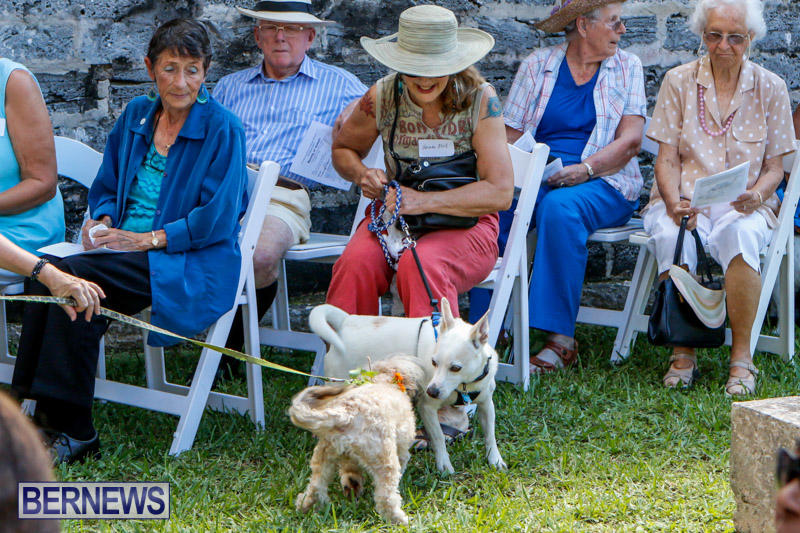 Blessing-Of-The-Animals-Service-Bermuda-October-5-2014-17