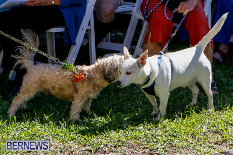 Blessing-Of-The-Animals-Service-Bermuda-October-5-2014-26