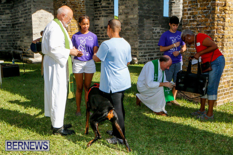 Blessing-Of-The-Animals-Service-Bermuda-October-5-2014-34