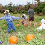 J&J Produce Halloween Pumpkin Picking  Bermuda, October 25 2014-11