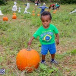 J&J Produce Halloween Pumpkin Picking  Bermuda, October 25 2014-18