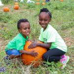 J&J Produce Halloween Pumpkin Picking  Bermuda, October 25 2014-19
