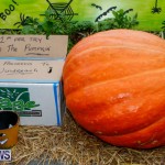 J&J Produce Halloween Pumpkin Picking  Bermuda, October 25 2014-2