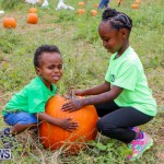 J&J Produce Halloween Pumpkin Picking  Bermuda, October 25 2014-20
