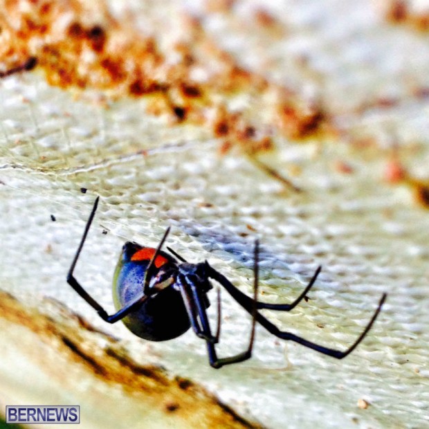 Possible black spider bermuda oct 14