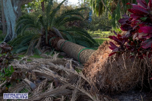 Victoria Park Bermuda after Storm Fay 2014 (7)