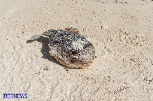 dead fish on bermuda beach after hurricane gonzalo