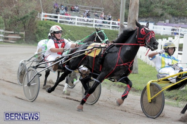 Harness Pony Racing Bermuda (12)