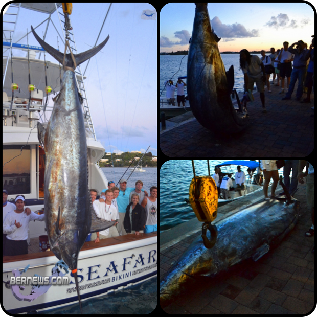 Photos/Video: 1289lb Blue Marlin Caught - Bernews