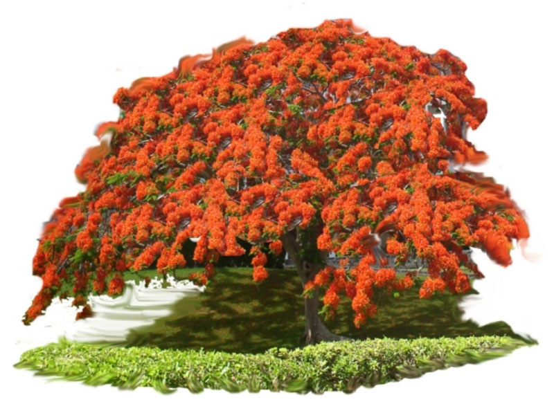 Red poinciana 442h