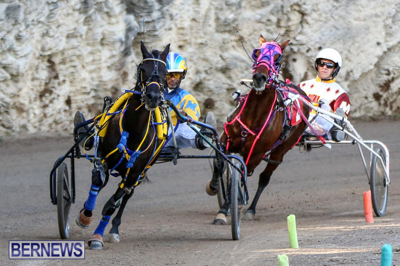 Harness-Pony-Racing-Bermuda-January-1-2015-11