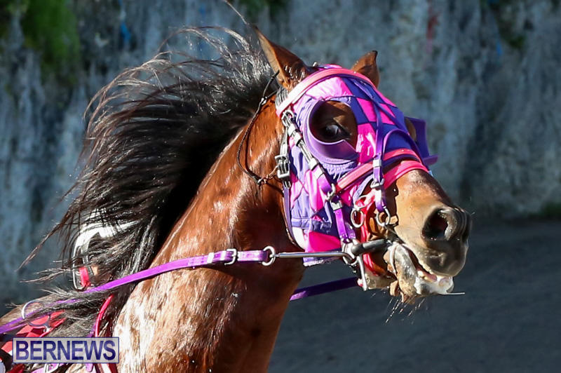 Harness-Pony-Racing-Bermuda-January-1-2015-2