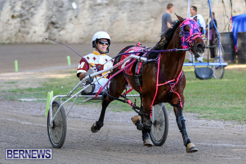 Harness-Pony-Racing-Bermuda-January-1-2015-9