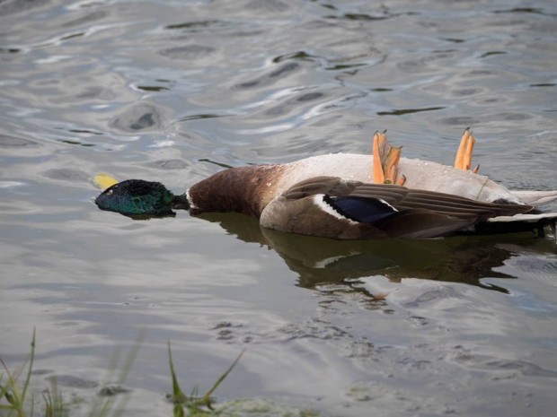 dead-duck-jan-2015