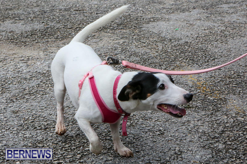 SPCA-Paws-To-The-Park-Bermuda-March-1-2015-1