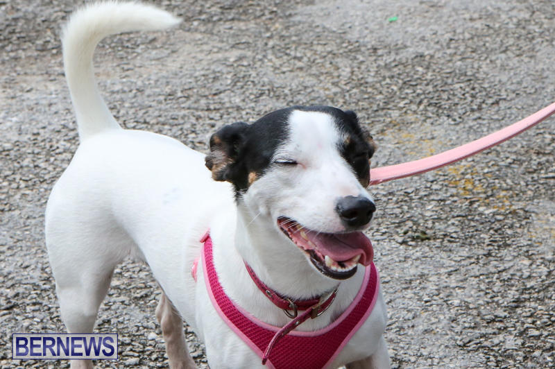 SPCA-Paws-To-The-Park-Bermuda-March-1-2015-2
