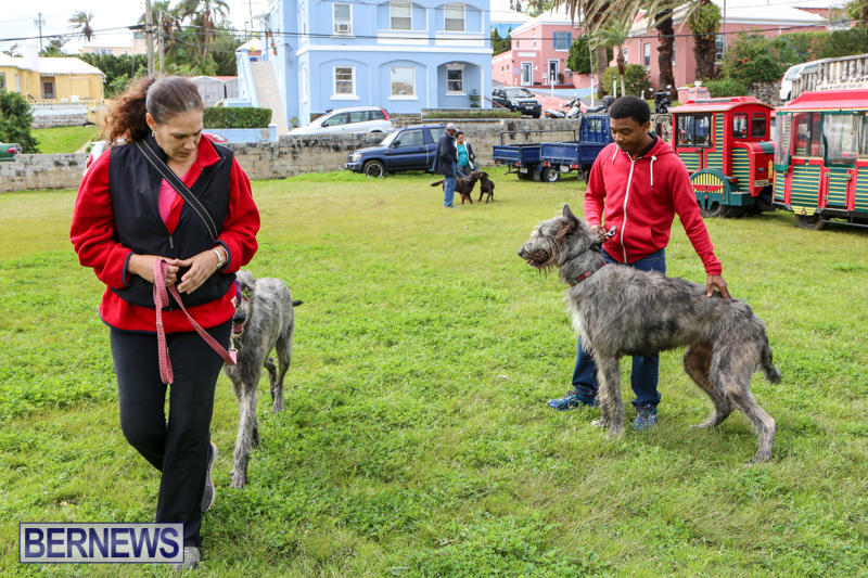 SPCA-Paws-To-The-Park-Bermuda-March-1-2015-27