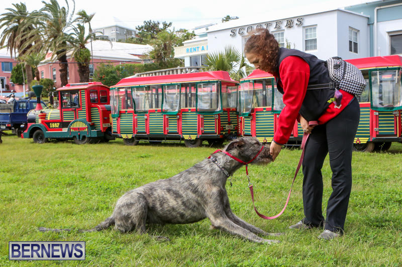 SPCA-Paws-To-The-Park-Bermuda-March-1-2015-33