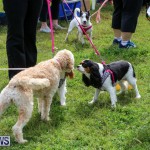 SPCA Paws To The Park Bermuda, March 1 2015-37
