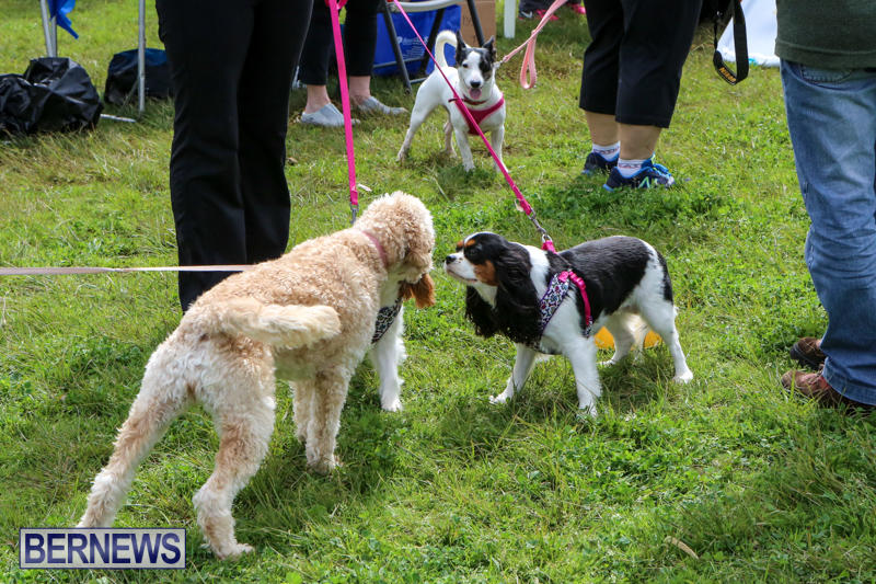 SPCA-Paws-To-The-Park-Bermuda-March-1-2015-37