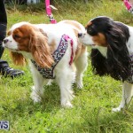 SPCA Paws To The Park Bermuda, March 1 2015-39
