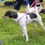 SPCA Paws To The Park Bermuda, March 1 2015-41