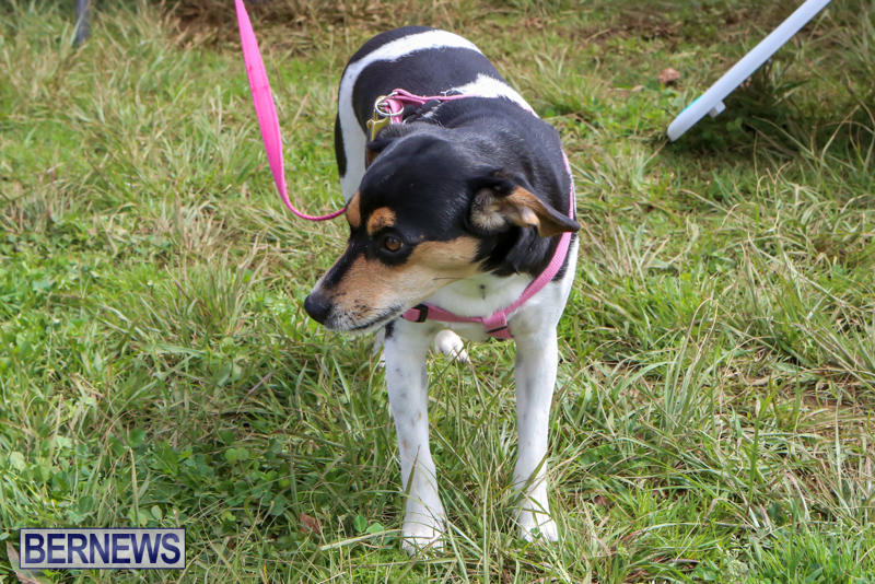 SPCA-Paws-To-The-Park-Bermuda-March-1-2015-43