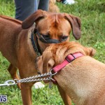 SPCA Paws To The Park Bermuda, March 1 2015-56