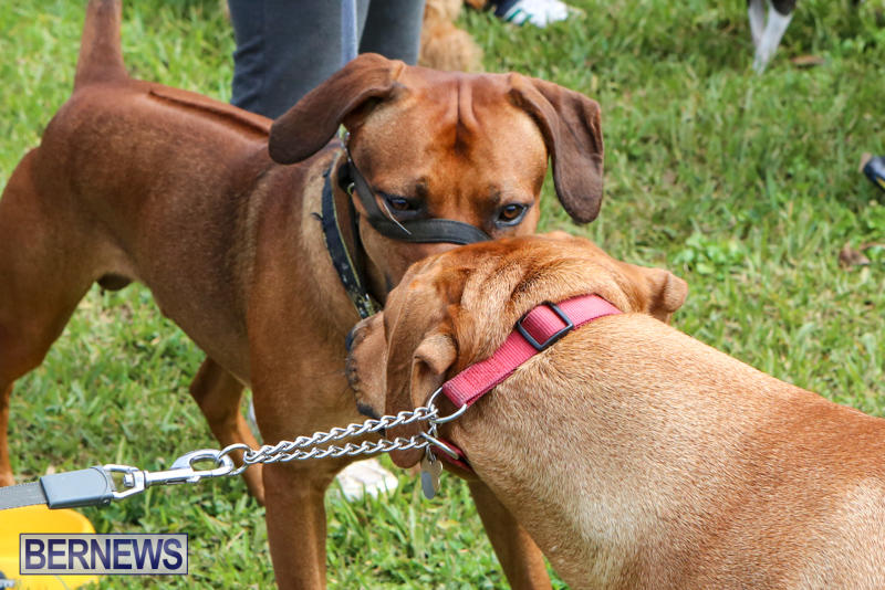 SPCA-Paws-To-The-Park-Bermuda-March-1-2015-56