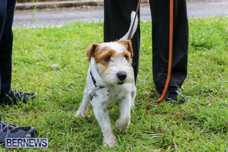 SPCA-Paws-To-The-Park-Bermuda-March-1-2015-67