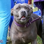 SPCA Paws To The Park Bermuda, March 1 2015-71