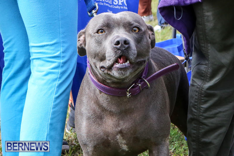SPCA-Paws-To-The-Park-Bermuda-March-1-2015-71