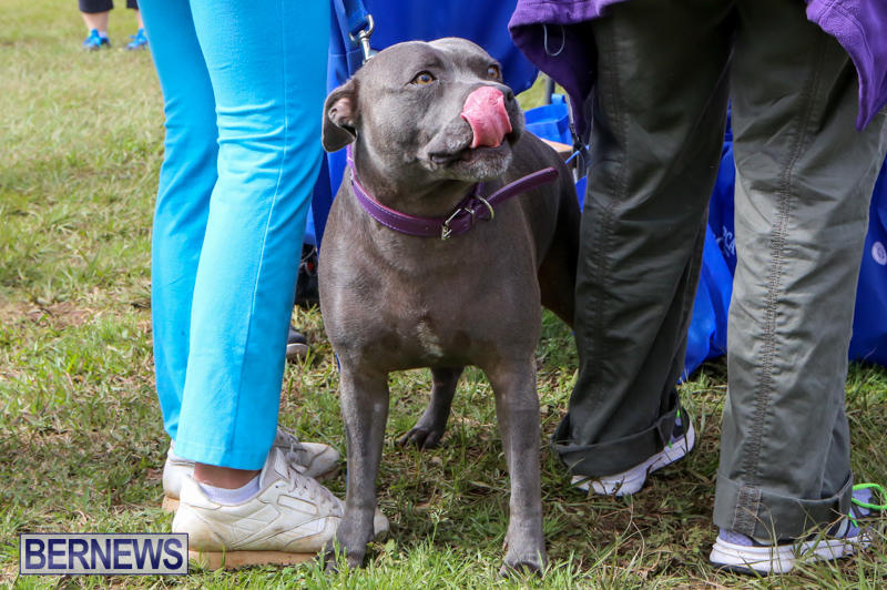 SPCA-Paws-To-The-Park-Bermuda-March-1-2015-72