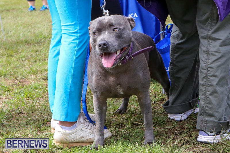 SPCA-Paws-To-The-Park-Bermuda-March-1-2015-73