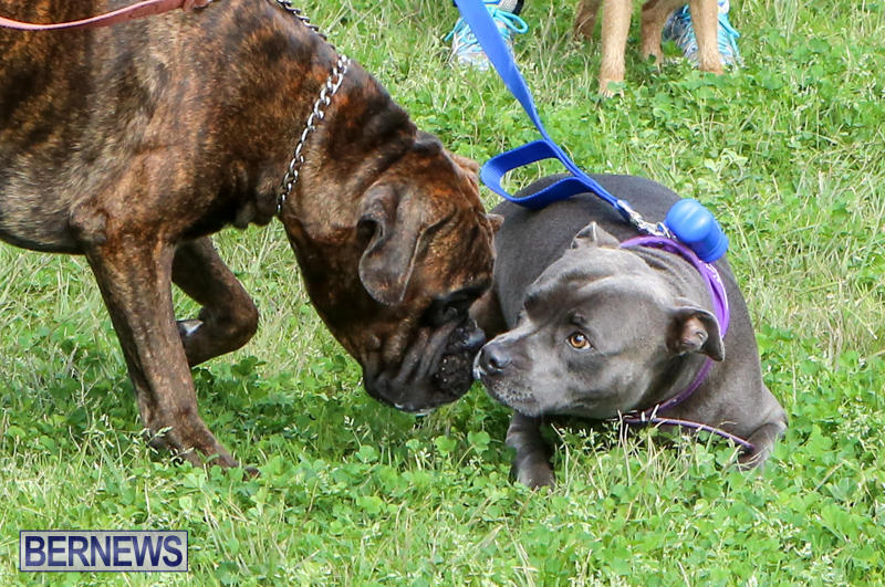 SPCA-Paws-To-The-Park-Bermuda-March-1-2015-91