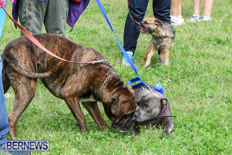 SPCA-Paws-To-The-Park-Bermuda-March-1-2015-92