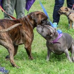 SPCA Paws To The Park Bermuda, March 1 2015-93