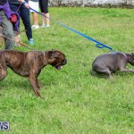 SPCA Paws To The Park Bermuda, March 1 2015-94