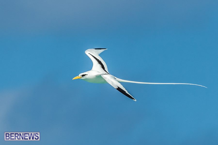 841-Longtails-Bermuda-Generic