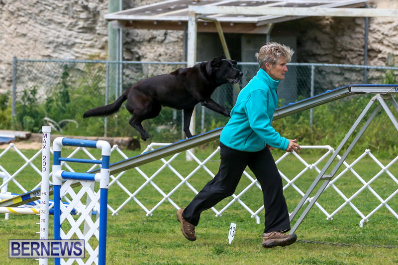 Dog-Agility-Trials-Bermuda-March-28-2015-100