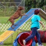 Dog Agility Trials Bermuda, March 28 2015-110