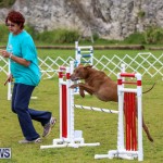 Dog Agility Trials Bermuda, March 28 2015-112
