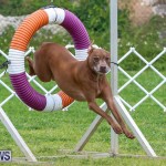 Dog Agility Trials Bermuda, March 28 2015-126
