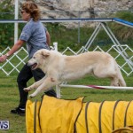 Dog Agility Trials Bermuda, March 28 2015-14