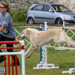 Dog Agility Trials Bermuda, March 28 2015-2