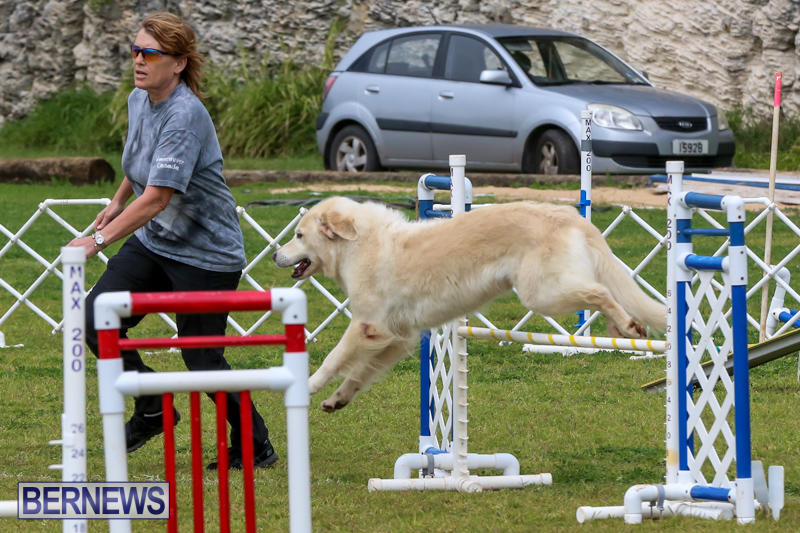 Dog-Agility-Trials-Bermuda-March-28-2015-2