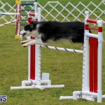 Dog Agility Trials Bermuda, March 28 2015-25