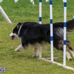 Dog Agility Trials Bermuda, March 28 2015-34